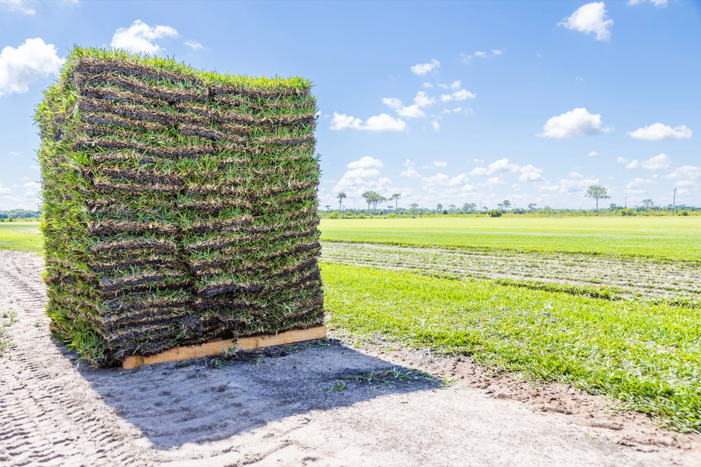 A pallet of freshly cut sod standing in the field at the Bayside Sod farm