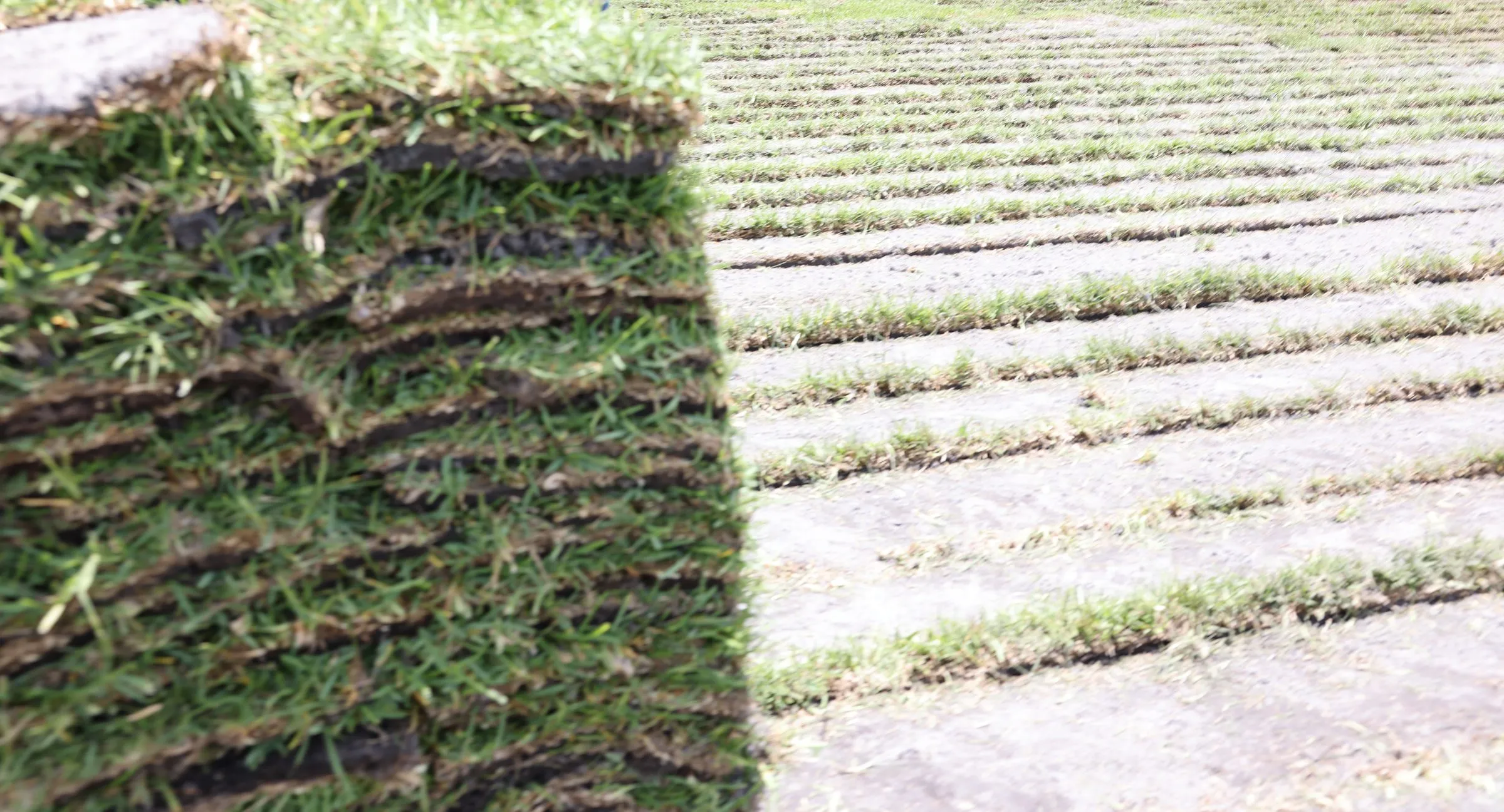 Pallet of freshly cut sod in a harvested field at the Bayside Sod farm