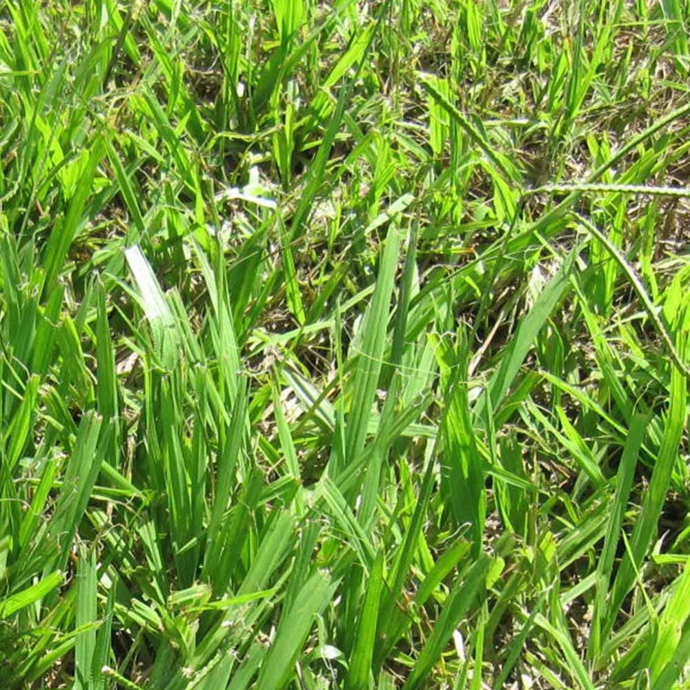Close view of Bahia grass