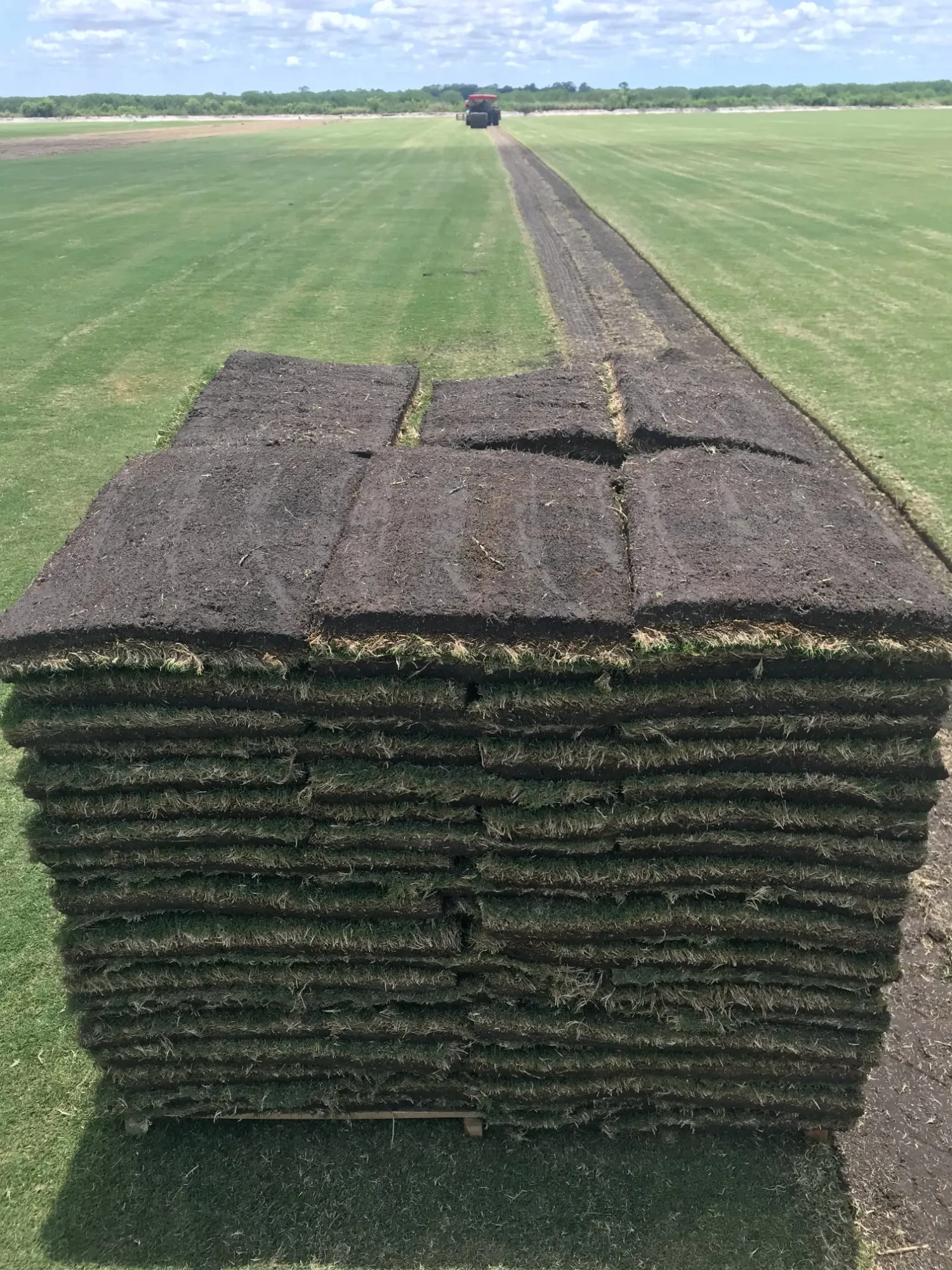 Fresh-cut pallet of Bimini Bermuda sod at the head of a harvested row, with the harvester working the field behind it