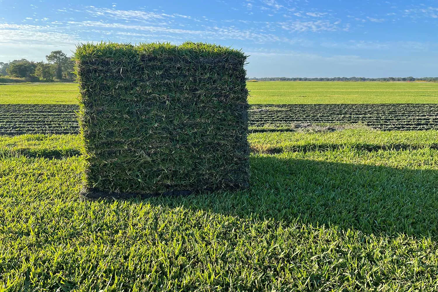 Pallet of Bitterblue St. Augustine sod in a field at the Bayside Sod farm