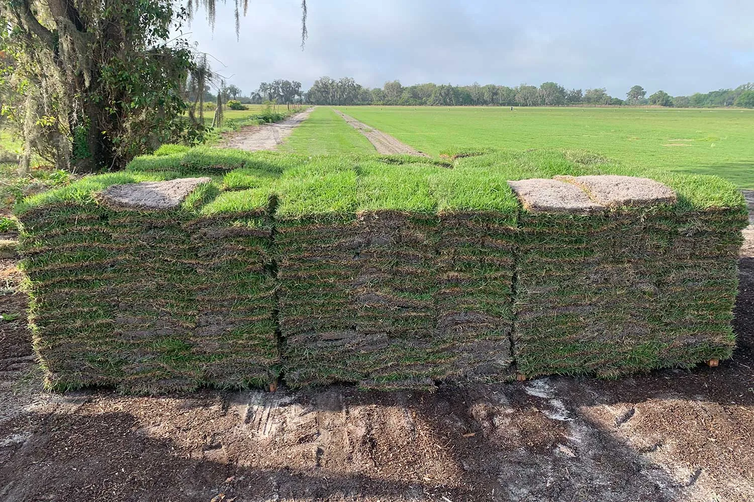 Pallet of EMPIRE Zoysia sod at the edge of a field at the Bayside Sod farm
