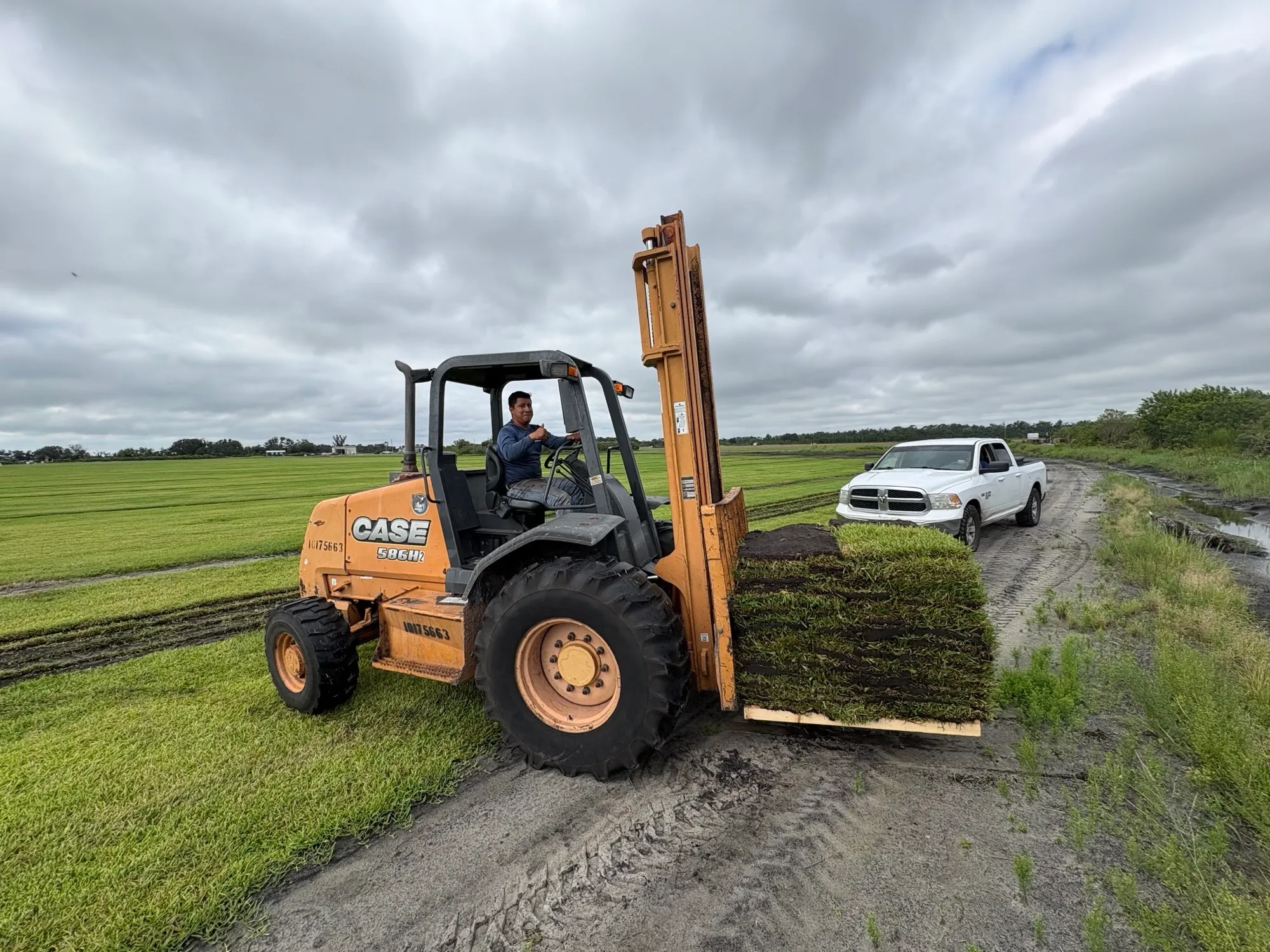 Forklift carrying a pallet of freshly cut Fusion St. Augustine sod across the Bayside Sod farm